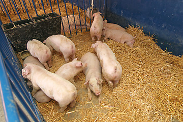 Image showing Pigs