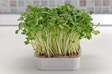 Image showing Edible Watercress