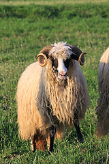 Image showing Ram Sheep