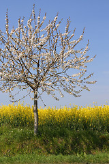 Image showing Absolutely spring