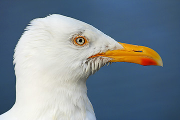 Image showing Seagull profile