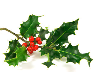 Image showing Holly