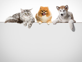 Image showing Row of cats and dogs hanging their paws over a white banner.