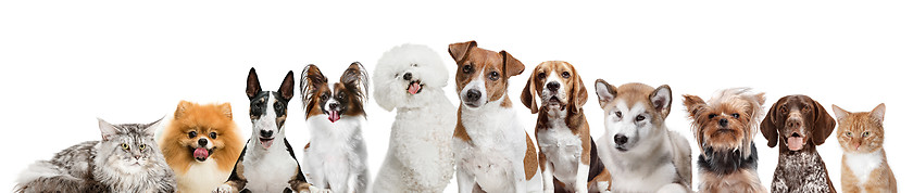 Image showing Differents dogs looking at camera isolated on a white background