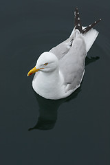 Image showing Swimming Seagull 