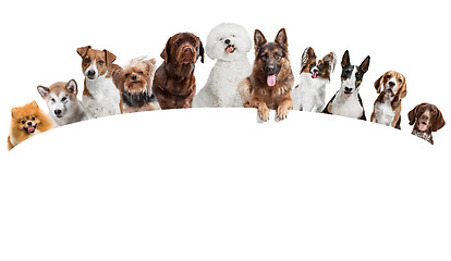 Image showing Differents dogs looking at camera isolated on a white background