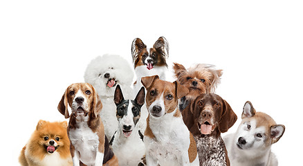 Image showing Differents dogs looking at camera isolated on a white background