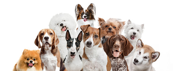 Image showing Differents dogs looking at camera isolated on a white background