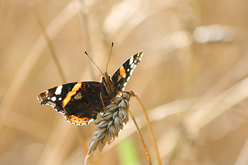 Image showing Backlighted Red Admiral