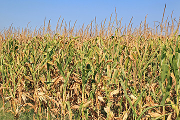 Image showing Maize Corn