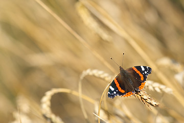 Image showing Red Admiral