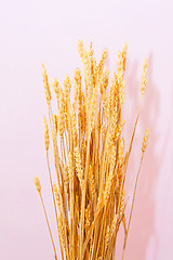 Image showing Wheat decor