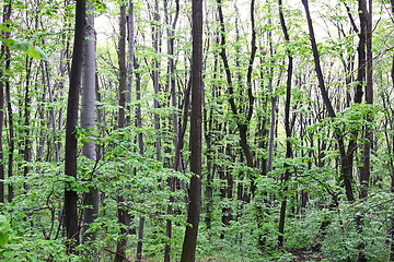 Image showing Green Forest