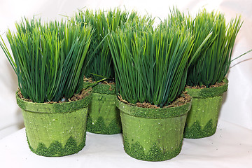 Image showing Grass in Pots