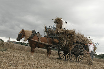 Image showing Vintage manual harvest scene