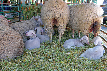 Image showing Lambs