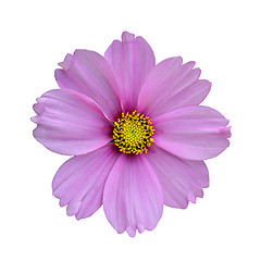 Image showing Purple flower