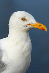 Image showing Seagull profile