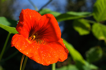 Image showing Nasturtium