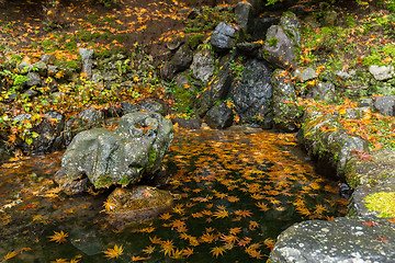 Image showing Japanese garden with Maple tree