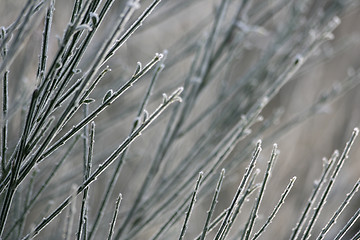 Image showing Frozen branches