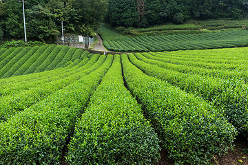 Image showing Green Tea field