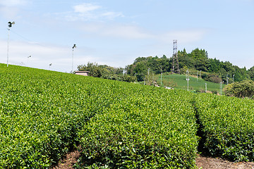 Image showing Green Tea Plantation