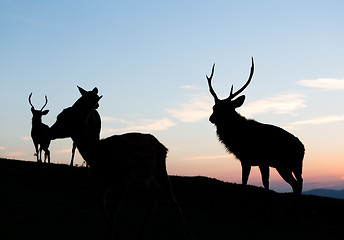 Image showing Group of Deer under sunset