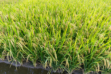 Image showing Paddy Rice meadow