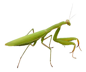 Image showing Praying Mantis isolated