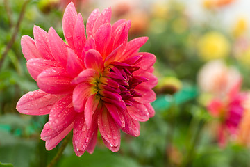 Image showing Pink chrysanthemum