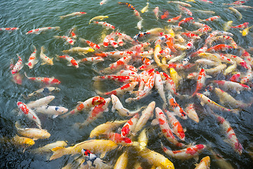 Image showing Feeding Koi fish in the pool