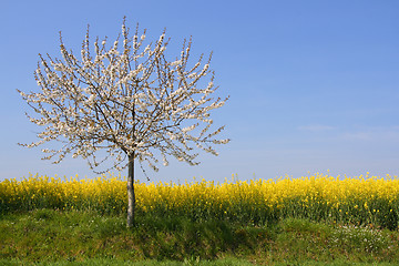 Image showing Absolutely spring