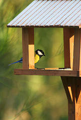 Image showing Great tit in his house