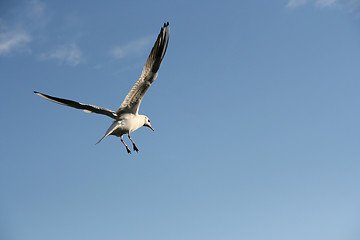 Image showing Seagull flight