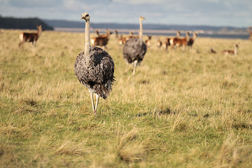 Image showing ostrich