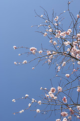 Image showing Tree in blossom