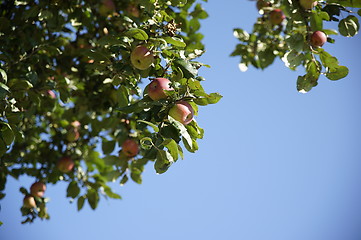 Image showing Apple Tree