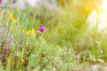 Image showing green detail grass meadow with purple flower