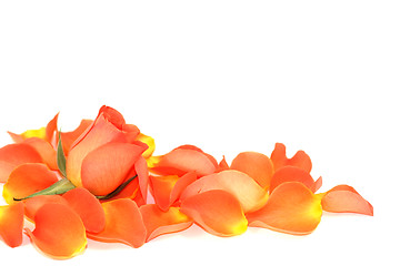 Image showing Rose over petals