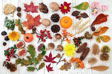 Image showing Autumn Nature Study