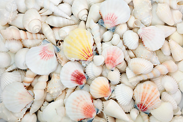 Image showing Seashell Abstract Background