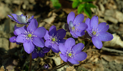 Image showing Round-lobed hepatica close-up