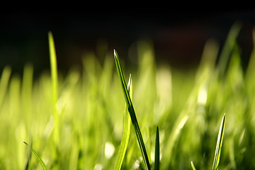 Image showing Blurry grass blades