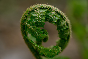 Image showing Fern frond closeup in springtime