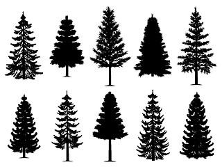 Image showing Pine fir trees collection