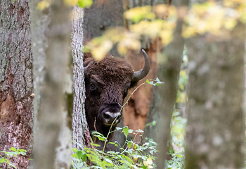 Image showing European bison(Bison bonasus) bull