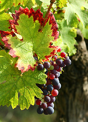 Image showing Purple grapes detail