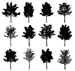 Image showing Maple trees