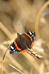 Image showing Red Admiral